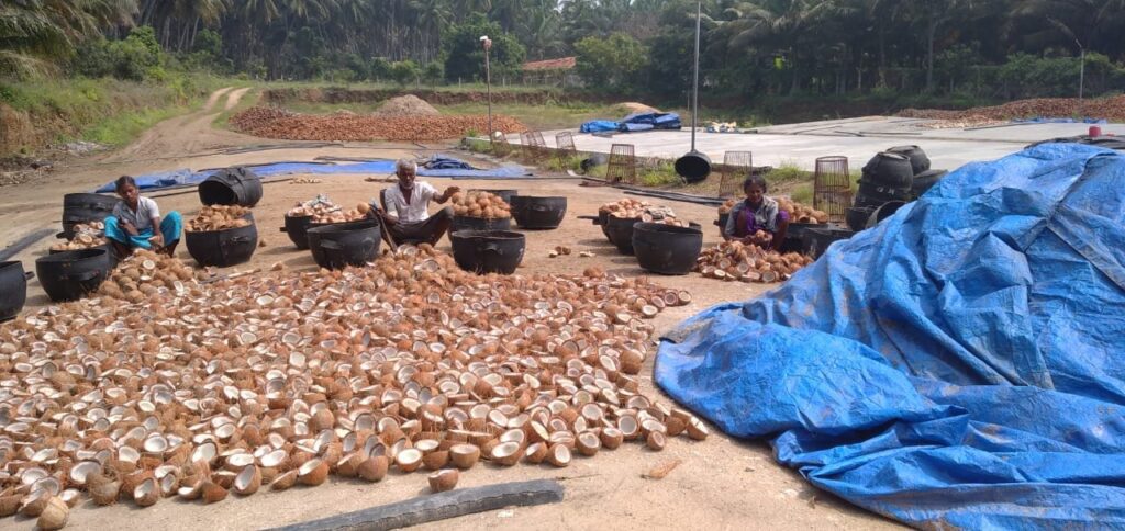 coconut farming 