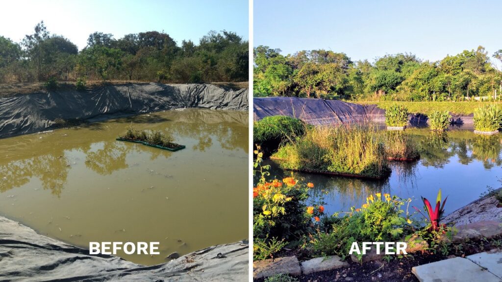 The transformation of the Nalanda Sarovar Pond, Indore. Showcasing before and after pictures of the pond.